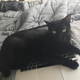 My cat, Artemis, as I’m trying to write this article. (Image: Rae Paoletta)